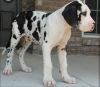 Family Great Dane Puppies Ready Now