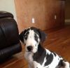Healthy Male And Female Great Dane Puppies For You