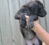 Charming Great Dane Puppies Ready Now Families
