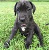 Strong Healthy Great Dane Puppies Ready Now
