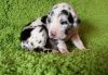 Ghjgh Great Dane Puppies For Sale