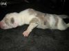 Gradane herlicuin puppies are available