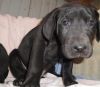 home trained Great Dane puppies ready