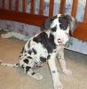 Male and Female Great Dane puppies available