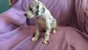 Health Reg Akc Great Dane Puppies For Sale