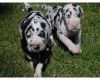 Full Great Dane Puppies for new home