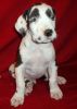 Very healthy and cute Great Dane puppies