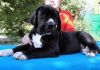 Gorgeous Great Dane puppies