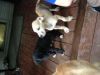 Akc Great Dane Puppies - For Sale
