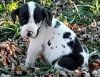 Great dane puppies for sale