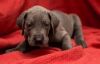 lovely Great Dane puppies for free