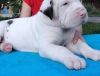 Great Dane puppies Available Now
