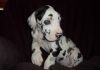 Akc Male And Female Great Dane Puppies 4 Sale