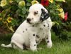 Archie dalmatian puppy