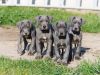 Great Dane pups