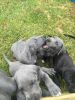 Great Dane Puppies Ready