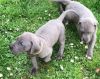 Great dane puppies available