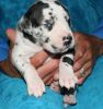 Come get the best Great Dane Puppy