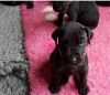 Akc Registered Black Great Dane Pups