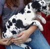 Akc registered Great Dane puppies