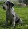 Strong Great Dane Puppies Available