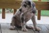 Harlequin Great Dane Puppies For New Homes