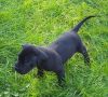 great dane puppy fo0r lovely homes