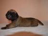 cute great dane puppies for lovely homes only