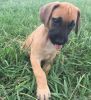 Fawn & Brindle Great Dane Puppies For Sale