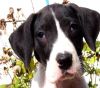 Harlequin Great Dane Available