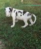 sweet and loving Great Dane Puppies For Sale