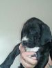 Great Dane Puppies For Sale,
