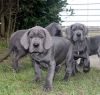 Blue Great Dane Pups