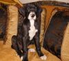 Great Dane Puppy Girl -- TINKERBELL