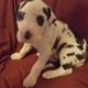 boy and girl great Dane puppies