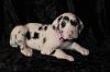 Gorgeous Great Dane Puppies Looking Forever Homes