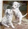 Amazing Male and Female Great Dane puppies for sale