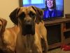 7.5mth old AKC Fawn Male Great Dane