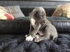 K.c. Registered Blue Great Dane Puppies. Ready Now
