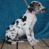 Harlequin Great Dane Puppies For Sale