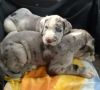 Great dane males for sale