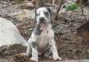 Great Dane Puppies for Adoption