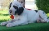 Well Trained Harlequin Great Dane Puppies For Sale