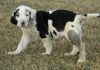 Beautiful Harlequin Great Dane puppies For Sale