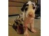 Fabulous Great Dane puppies for sale