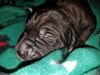 AKC REGISTERED GREAT DANE PUPPIES