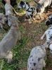 GREAT DANE PUPPIES FOR SALE