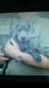 One Blue Great Dane Puppy For Sale