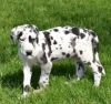 Perfect Great Dane Puppies For You