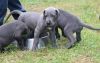 Great Dane Puppies For Sale, For more information